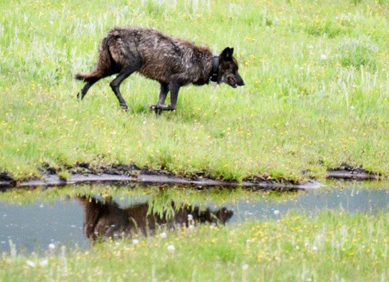 Andy Ostmeyer: Yellowstone changes beg question about role of red wolf