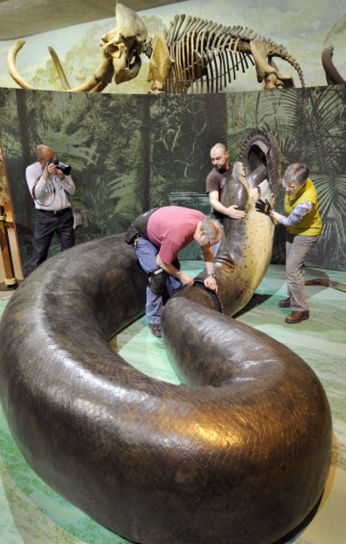 titanoboa lincoln giant hall snake anaconda morrill biggest ne museum smithsonian snakes anacondas slithers alive head nebraska largest boas bigger