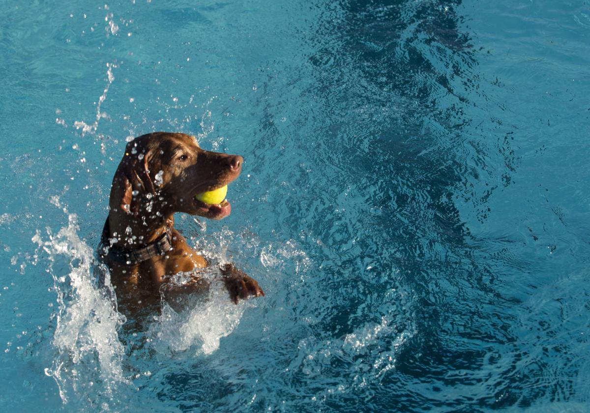 Photos Pool goes to the dogs Photo galleries