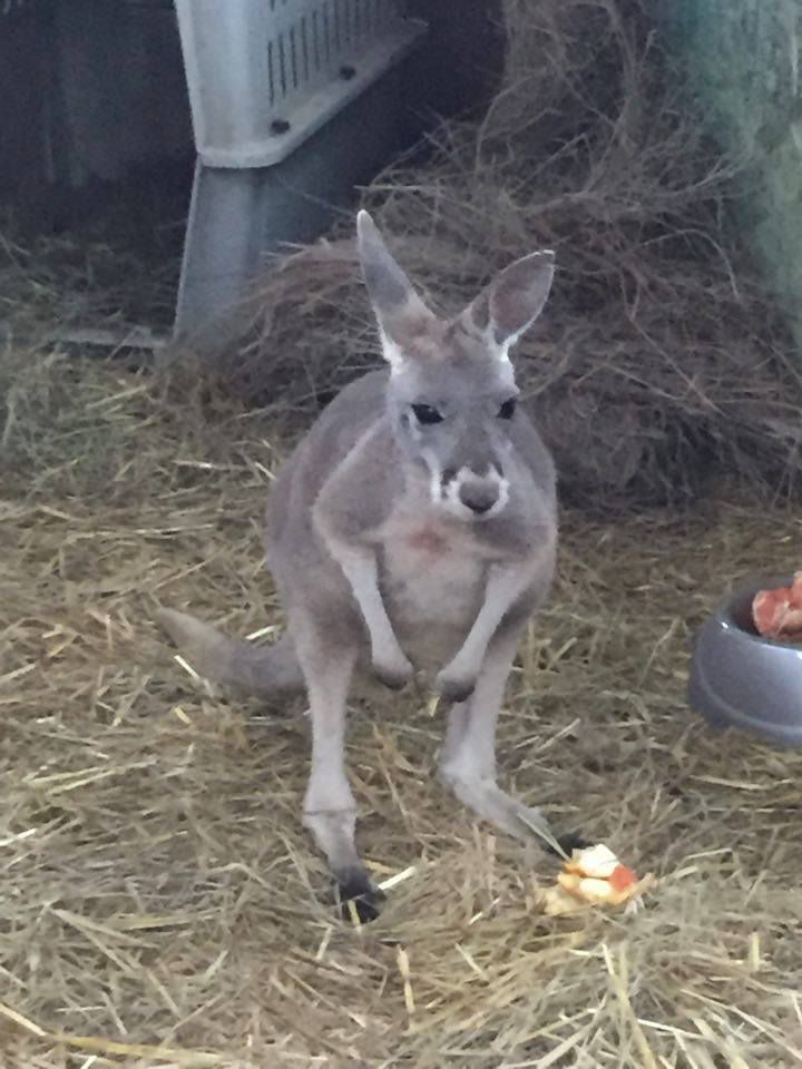 Fremont Exotic Animal Auction Fremont, NE