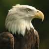 Court debate hinges on dollar value of a bald eagle