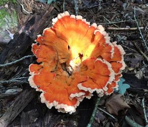 Enjoy benefits of mushroom hunting in autumn