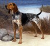 American English coonhound
