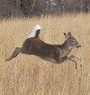 Deer deaths