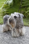 Cesky terrier