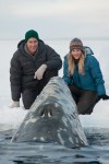 Review: Charming 'Big Miracle' is a feel-good film for the family