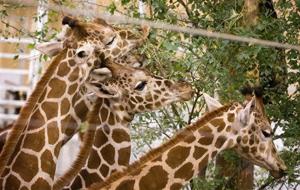 Henry Doorly Zoo extends hours over weekend