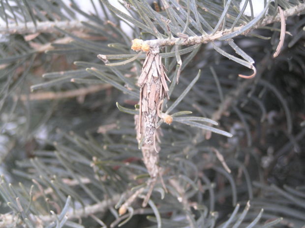 Inspect Landscape Evergreens For Bagworm Damage The 402 411