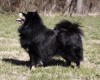 Finnish Lapphund