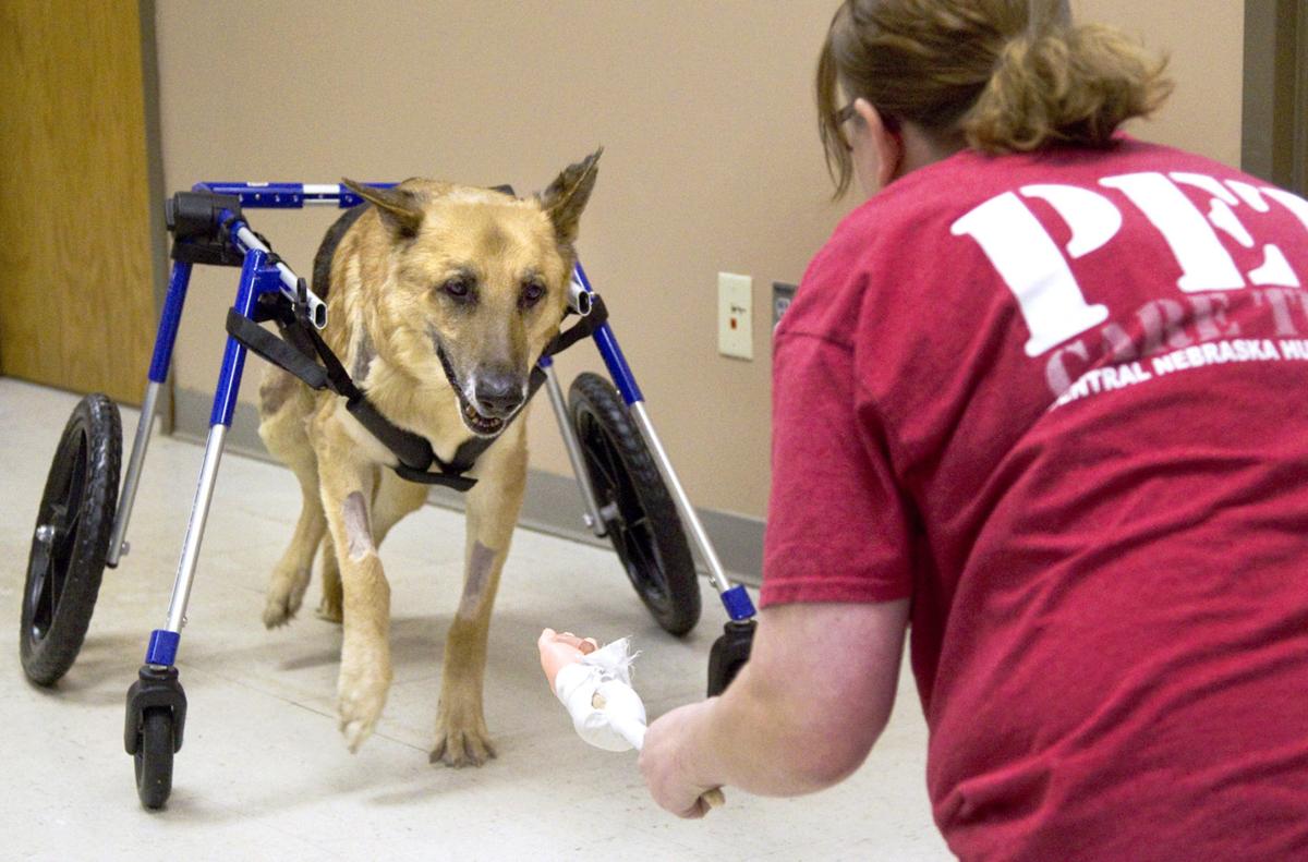 Nebraska Humane Society Grand Island Ne Nebraska Humane Society Grand Island Ne