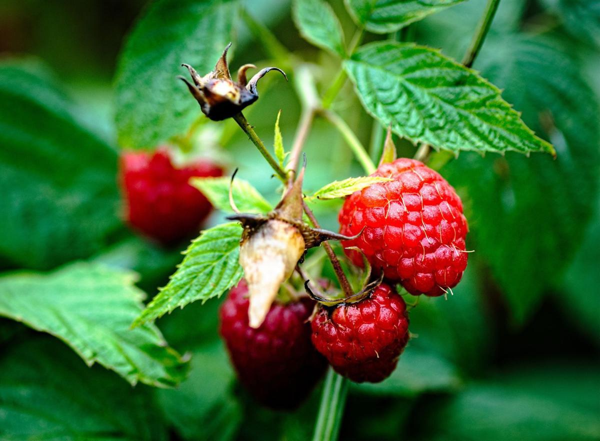Sarah Browning Tips for pruning different raspberry types