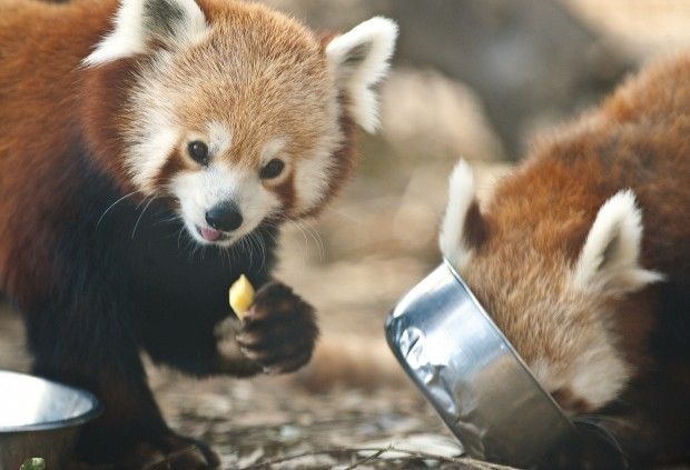 Missing red panda from National Zoo found Lincoln, NE