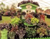 Sarah Browning: Heuchera is perennial plant for 2012