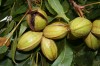 Simply Trees: Nutty about Nuts