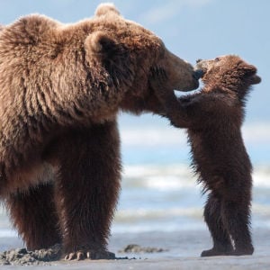 Review: Disneynature gets up close, personal and cute with 'Bears'