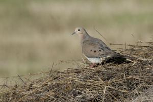 Dove season a winner for conservation in Nebraska
