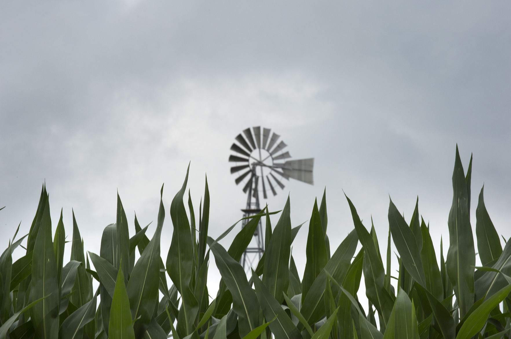 Corn and windmill