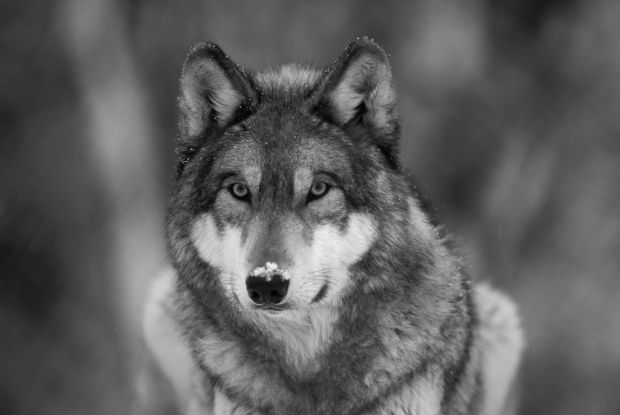 gray wolf endangered species act