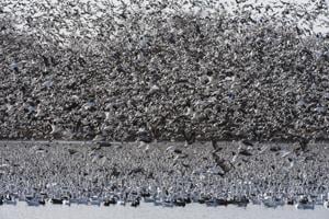 Snow geese continue to challenge waterfowl managers