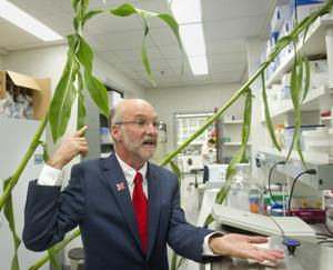 UNL to lead $13.5 million research effort to enhance sorghum for biofuel