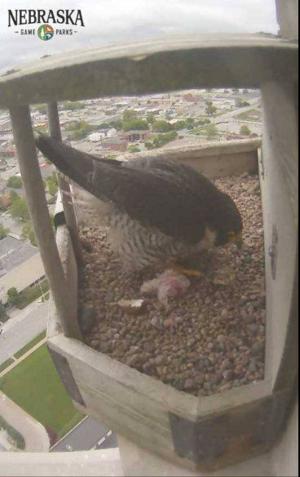 Falcon egg hatches in Capitol nest, beating the odds