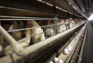 Company wants to build chicken plant in Dodge County