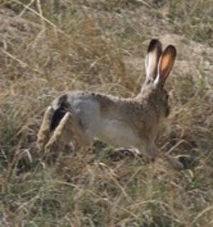 In search of jackrabbits