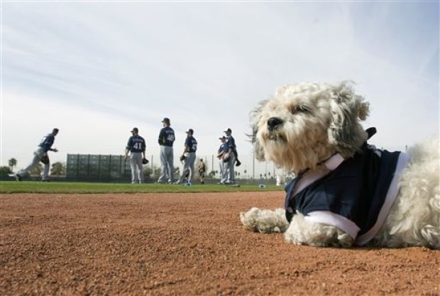 PHOTO GALLERY: Hank brings Dog Days to Brewers : Baseball