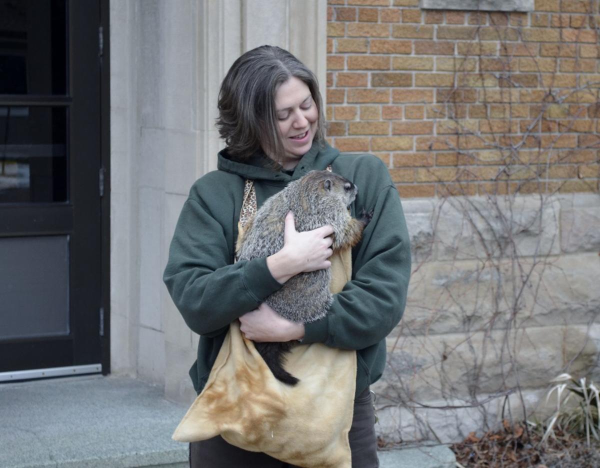 groundhog day 2016 zoo 2016 groundhog day at the racine zoo local news groundhog day 2016 zoo 2016 groundhog day at the racine zoo local news