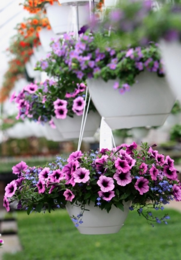 Beautiful hanging baskets start with smart planting