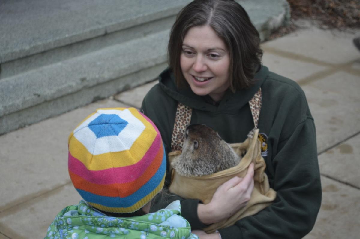 groundhog day 2016 brookfield zoo 2016 groundhog day at the racine zoo local news groundhog day 2016 brookfield zoo 2016 groundhog day at the racine zoo local news
