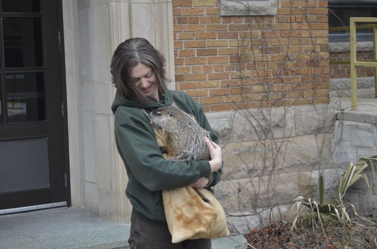 groundhog day 2016 brookfield zoo 2016 groundhog day at the racine zoo local news groundhog day 2016 brookfield zoo 2016 groundhog day at the racine zoo local news