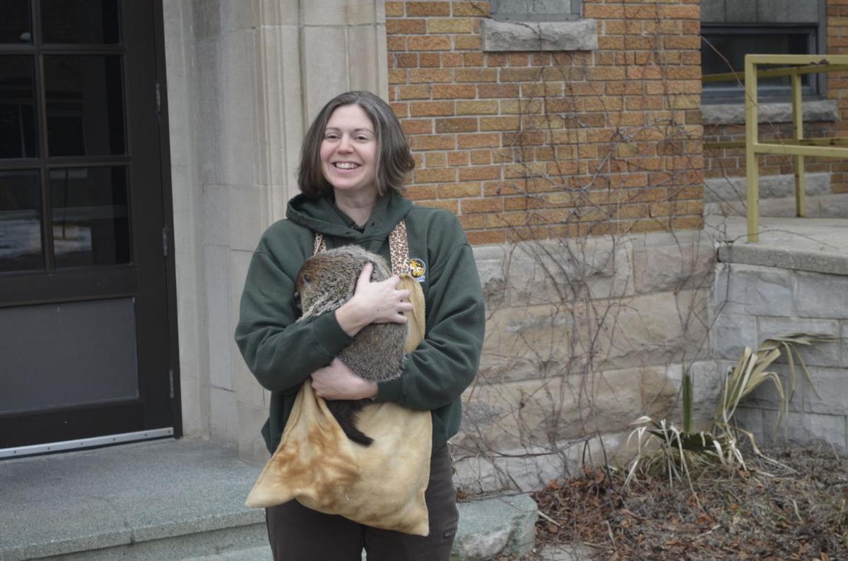 groundhog day 2016 zoo 2016 groundhog day at the racine zoo local news groundhog day 2016 zoo 2016 groundhog day at the racine zoo local news