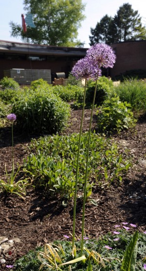 Certified Monarch Waystation maintained by Prairie School staff, families and students