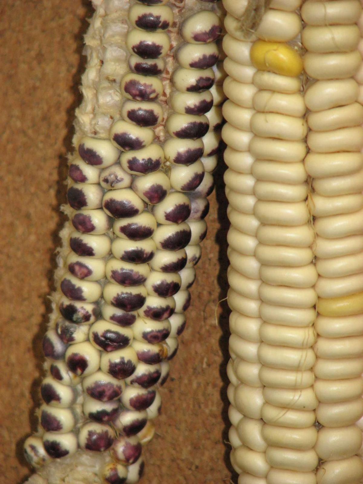 Gardeners work to revive the Pawnee Nation’s endangered supply of