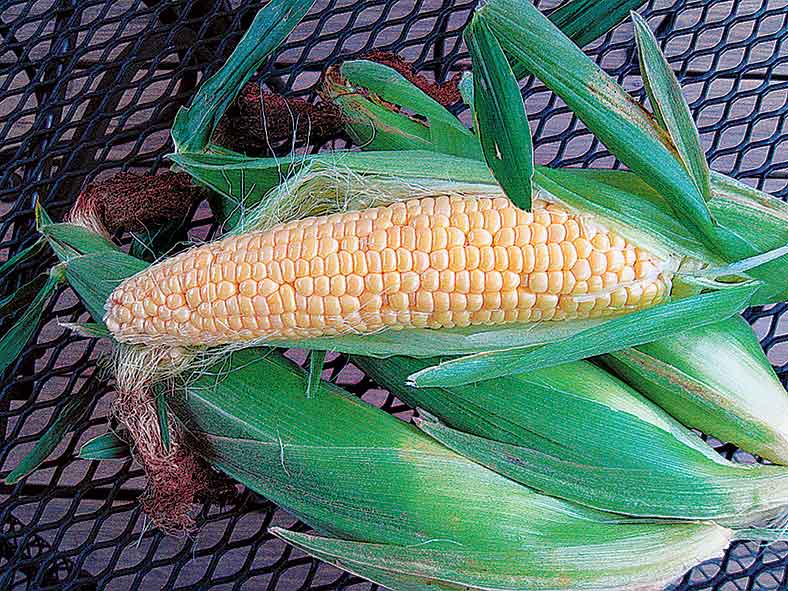 Sex Secrets Of Sweet Corn Kearney Hub Local 