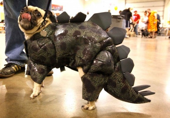 pugs for sale omaha happenings local kearneyhub pugs for sale omaha happenings local kearneyhub