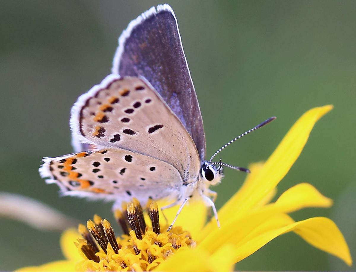 Population of Karner blue butterfly explodes in Wisconsin Local