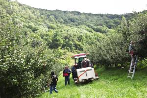Area orchards report high yields after exceptional summer