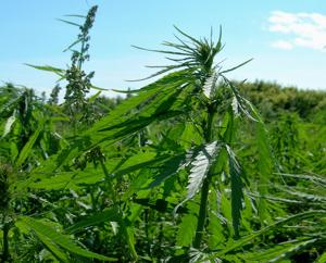 Minnesota takes slow route on hemp, frustrating some farmers