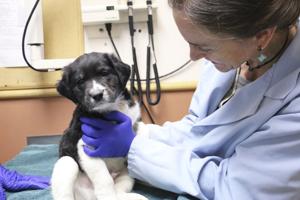 State vet moves to protect out-of-state auction dogs from brucellosis