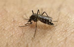 5 reasons why you may get bit by a mosquito