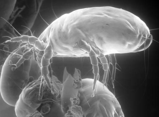 How do doctors treat dust mite health symptoms?
