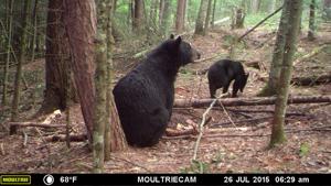 Stalking black bear was hunt of a lifetime for Holmen man
