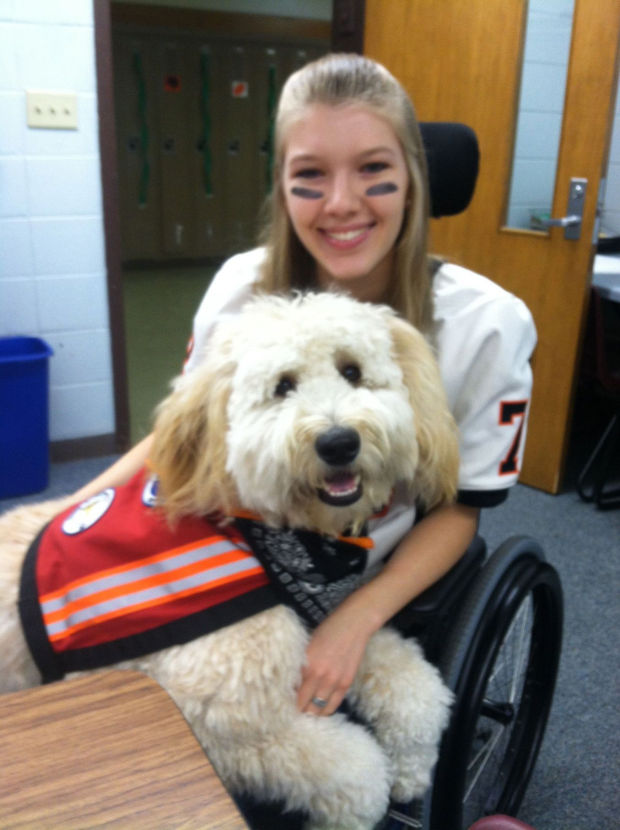 trained psychiatric service dogs for sale organization trains service dogs human companions courierlifenews trained psychiatric service dogs for sale organization trains service dogs human companions courierlifenews