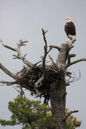 Record number of occupied eagle and osprey nests found