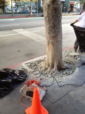 Company Cements Street Tree, Ordered to Remove