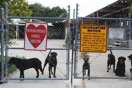 Denham springs animal shelter jobs