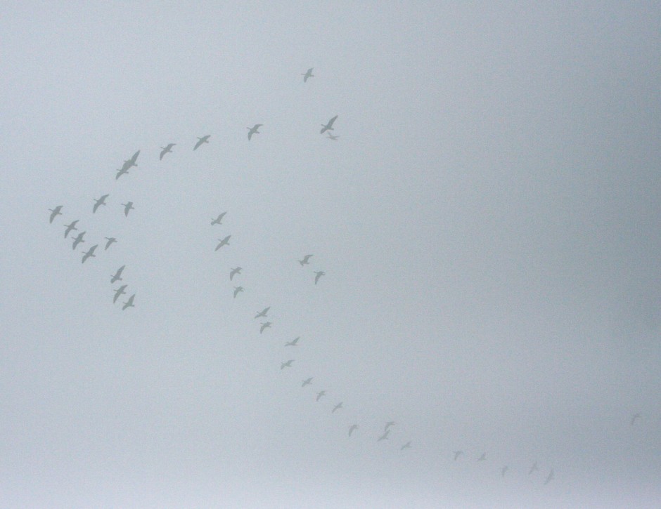 Galt Winter Bird Festival 