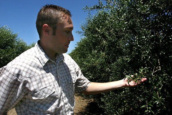 Commodity of the future: Olive oil